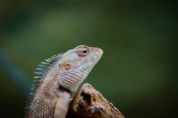 The Garden Lizard sitting on the flower plant on a beautiful spring morning in its natural habitat.
