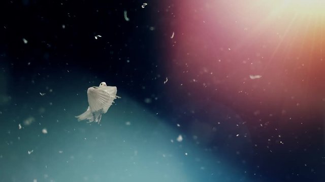 Dove of hope. Slow motion. Front view.