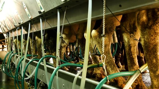Close up of automated milking line for cows on modern dairy farm