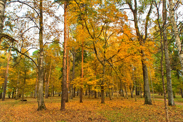 Fototapeta na wymiar Yellow trees in the park in the fall.