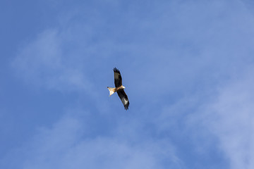 Greifvogel am Himmel auf der Suche nach Beute
