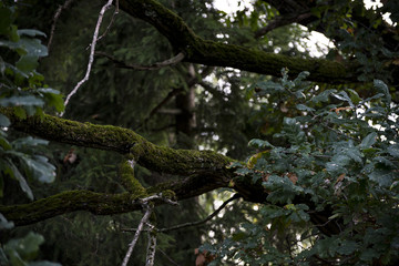 tree in forest