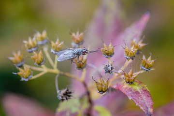Fliege auf Blüte