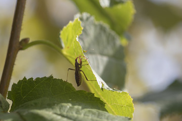 Kleiner Rüsselkäfer im Garten