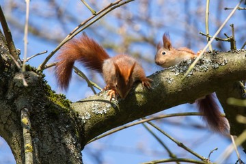 Junges Eichhörnchen 2 © Karl-Heinz Schmidt