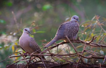 Dove Birds sitting on the tree, in its natural habitat with a soft blurry background.