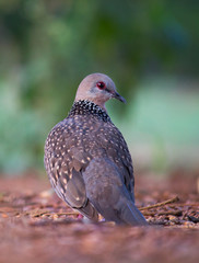 Dove Bird sitting on the ground in its natural habitat with a soft blurry background.