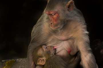The Rhesus Macaque Monkey and her baby sleeping together
