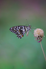 The Common Lime Butterfly sitting on the  tree branch in its natural habitat with a nice soft green bokeh background