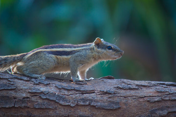 Squirrels are members of the family Sciuridae, a family that includes small or medium-size rodents. The squirrel family includes tree squirrels, ground squirrels, chipmunks, marmots, flying squirrels,