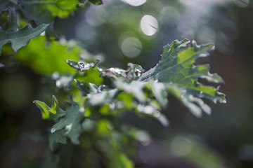 Dew-covered Kale