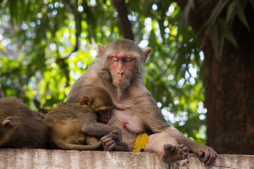 The Rhesus Macaque Monkey sitting and looking away in its natural habitat.