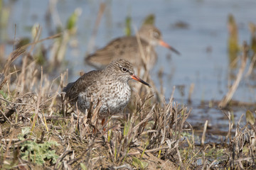 Redshank
