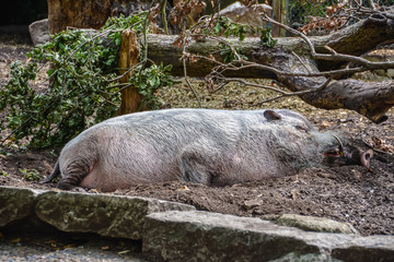 Warthog lies and sleeps under a tree under the summer sun.