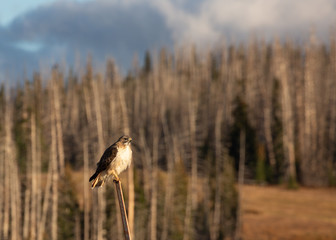 A hawk perches on a post in the evening sunlight with a spruce forest and low clouds in the distance.
