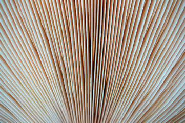 Abstract nature background macro Sajor-caju mushroom plants. The use of design ideas texture pattern or concept natural Wallpaper.