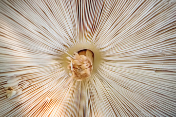 Abstract nature background macro Sajor-caju mushroom plants. The use of design ideas texture pattern or concept natural Wallpaper.