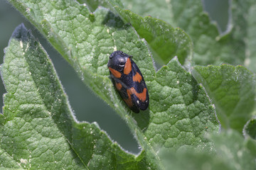 Schwarz roter Käfer auf Blatt