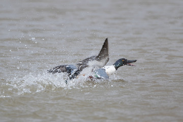 Shoveler