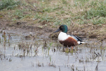 Shoveler