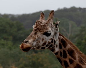 Portrait of a giraffe