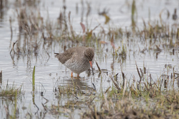 Redshank
