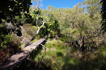 Sentier de randonnée à l'île de la Réunion