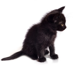 The black sitting kitten on a white background