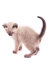 Kitten of a color of color-point on a white background