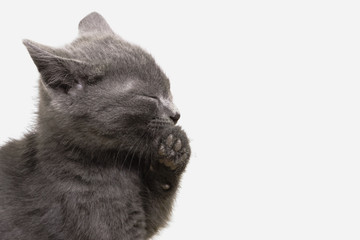 The gray kitten blindly washes a forepaw.