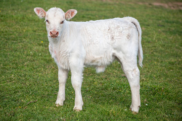 White cow in a field 