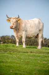 White cow in a field 