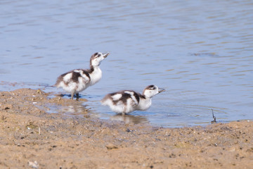Egyptian Goslings