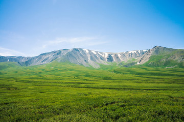 Fototapeta premium Giant mountains with snow above green valley in sunny day. Meadow with rich vegetation and trees of highlands in sunlight. Amazing mountain landscape of majestic nature.