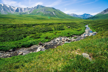 Mountain creek in green valley among rich vegetation of highland in sunny day. Fast water flow from glacier under blue clear sky. Giant mountains with snow. Vivid landscape of majestic Altai nature.