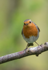 Robin