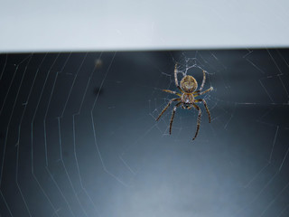 spider on web