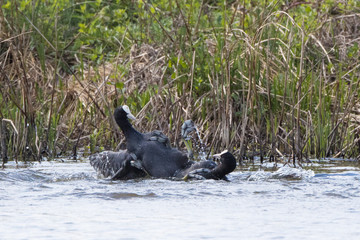 Coots Fighting