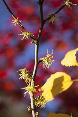 Hamamelis blüht im Herbst