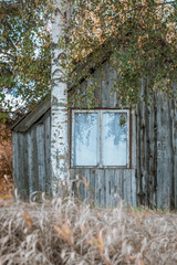 Abandoned wooden house in woods surrounded by plants. Cabin hidden beneath pine trees in moody autumn colors. Roof covered in moss. 