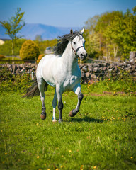 Obraz na płótnie Canvas Grey Horse