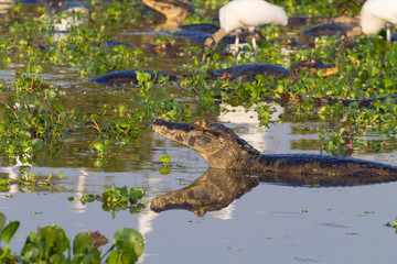 Caiman floating on Pantanal, Brazil