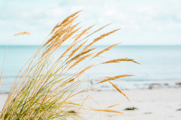 Seaside beach in autumn. Tranquil and peaceful scenery. Sandy beach of Latvian coastline.