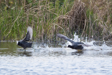 Coots Fighting