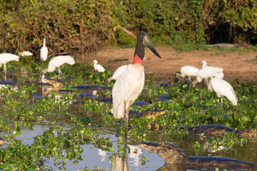 Jabiru stork bird on the nature in Pantanal