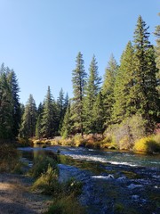 Stunning fall colors on the riverbanks of the turquoise waters of the Metolius River at Wizard Falls in Central Oregon on a sunny autumn morning. 