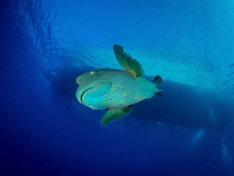 Napoleon Lippfisch im Roten Meer in &Auml;gypten