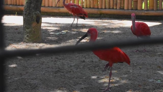 Footage - Group of pink flamingos at the zoo
