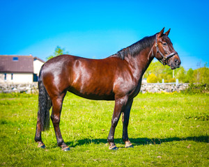 Fototapeta premium Horse