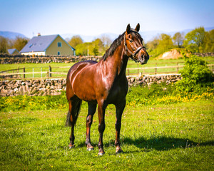 Horse